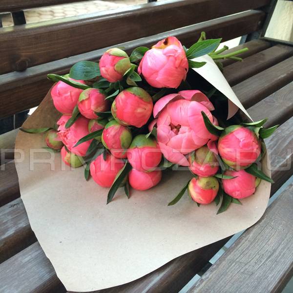 Peonies #P001