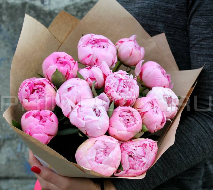 Peonies #P001