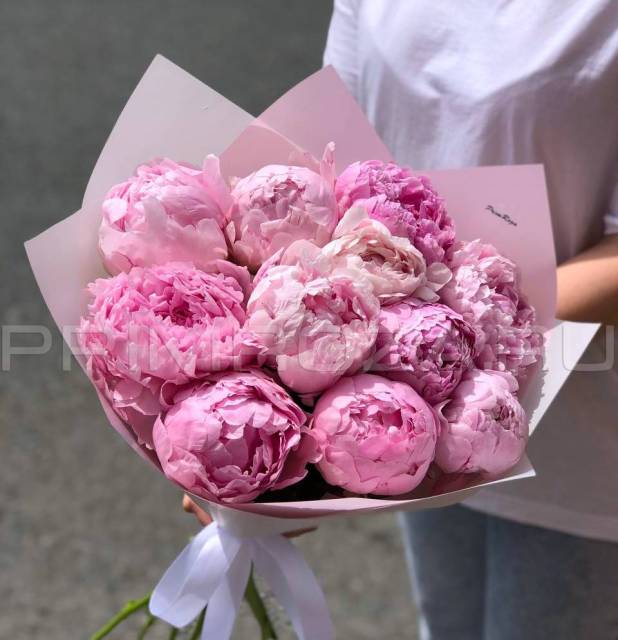 Peonies #P001