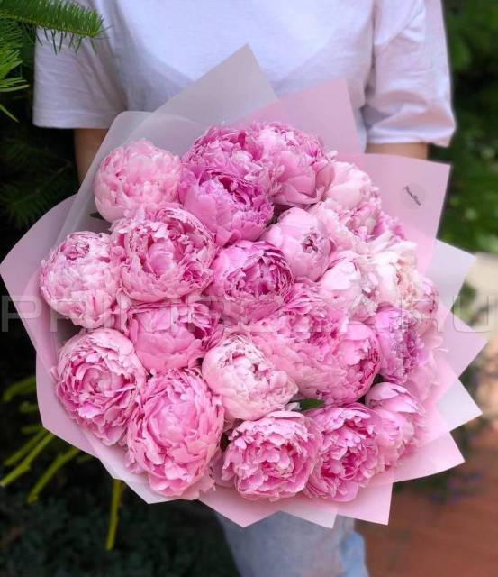 Peonies #P001