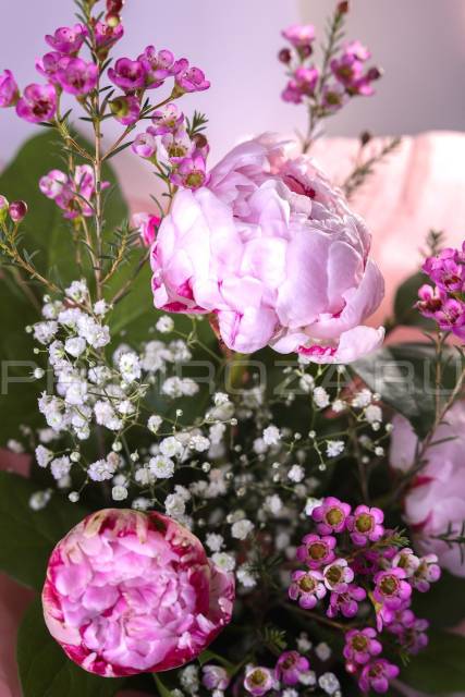 Assorted peonies 