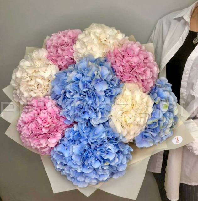 Monobucket of 9 hydrangeas #G5423