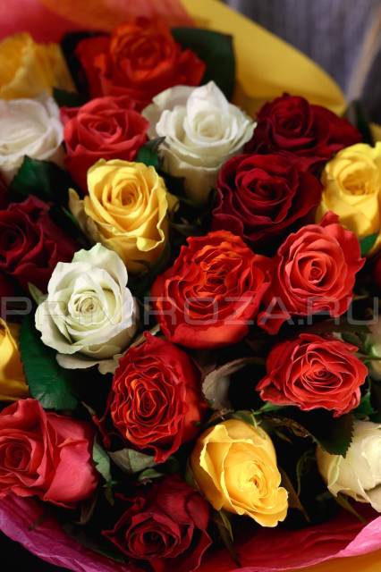 Bouquet of multicolored roses 