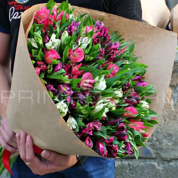 Alstroemeria Mix #A7123 