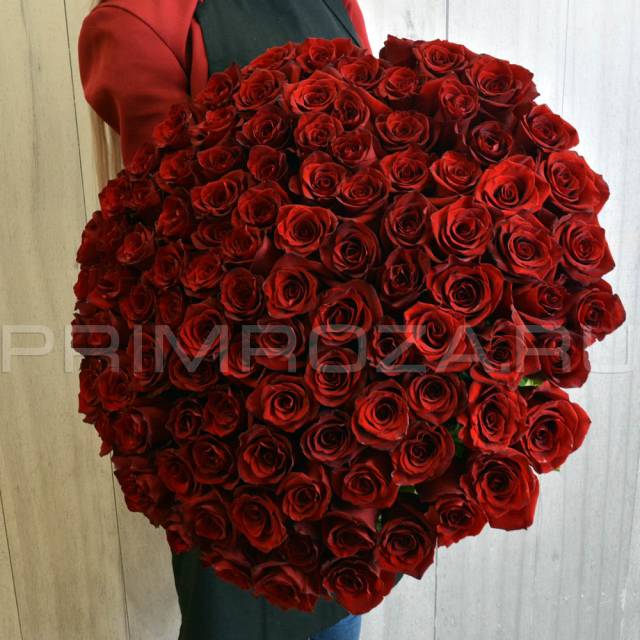 101 roses red rose 