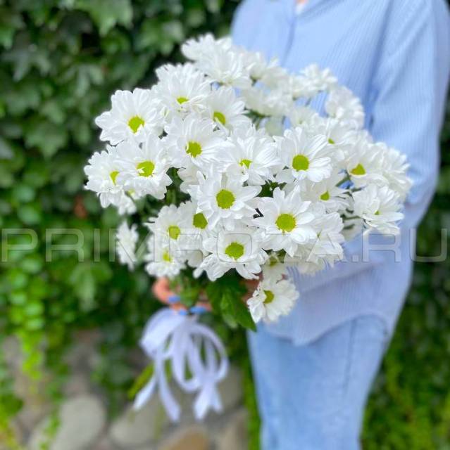 A bouquet of chamomile chrysanthemum #V003
