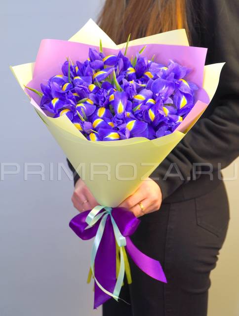 19 IRISES IN A PACKAGE