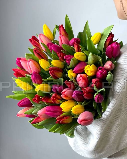 Tulips, 51 PCs #T009