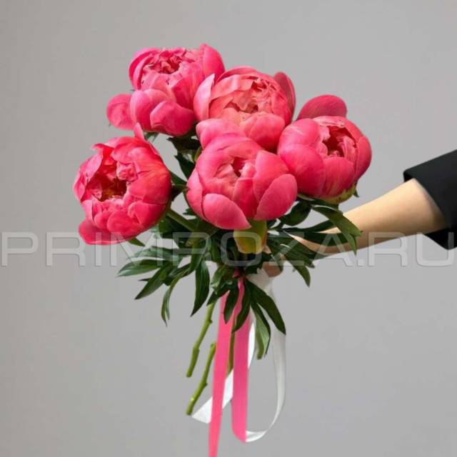 Monobook of 5 peonies 