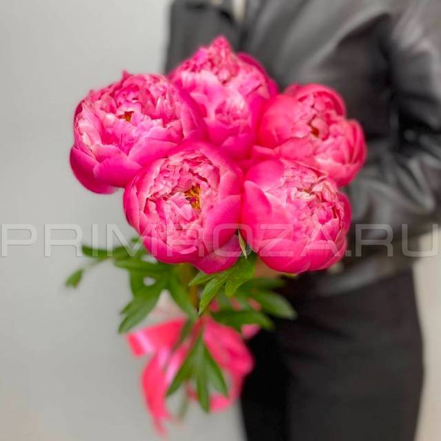 Monobook of 5 peonies 