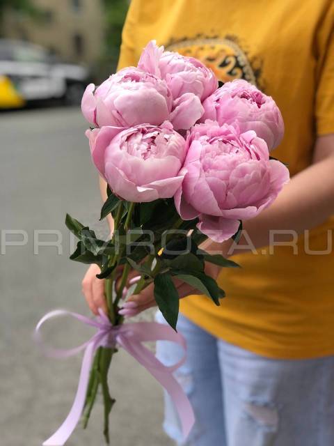 Букет из 5 пионов Сара Бернар