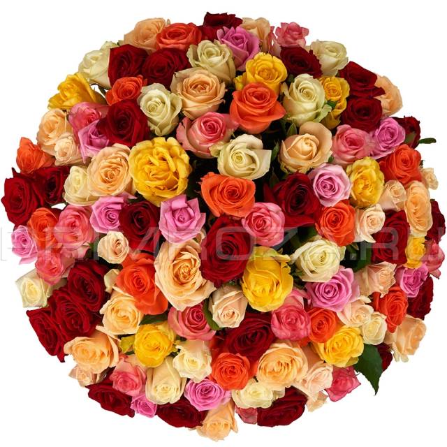 A bouquet of 51 white roses #SR05